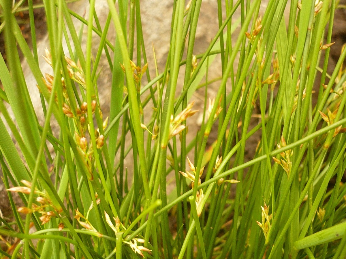 Juncus filiformis (Juncaceae)